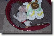 S�ra lebed�c�,sp�c�:-)