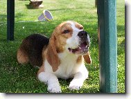 Mona Lisa z Lo�sk�ho l�ta