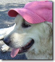 Bronwynka s k�iltovkou