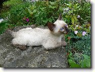 SIAMSK� KO��TKO