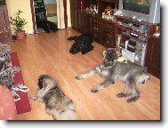 Kn�ra�i a pekin�z