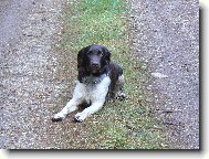 Hari z Vlasteck�ho vrchu "Brite�ek"