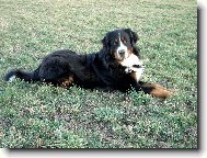 Brutus z Beskydsk�ch kopc�