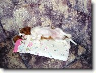 Charlie, kdy� ve�er us�n�