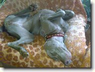 Vega z Dan�� paseky