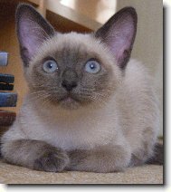 Casey, na�e Siamsk� zlat��ko