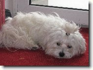 N� ps� mil��ek