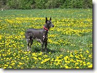 Peru�nsk� nah�� velk�