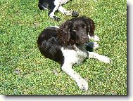 Brit - Hari z Vlasteck�ho vrchu