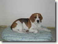 jeho nov� pel�ek