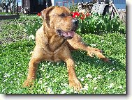 Cayroschi Diamant severu