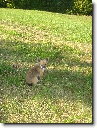 Tak m�m hl�dat nebo nem�m? �ivav�k Ad�k - Adalbert z D��ov� zahrady