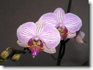 Faleponis, m�rovec