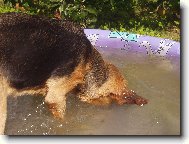 J� se um�m pot�p�t