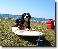 Trenink na surfov�n�