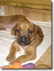 Rhod�sk� ridgeback - �����tko