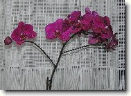 Lenka K�nov� z B�eclavi