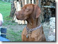 Paddy z D���na