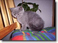 Britsk� kot� Britany