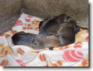 Krmen� hladov�ch mazl��k�