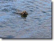 Nelly a obl�ben� aport ve vod�