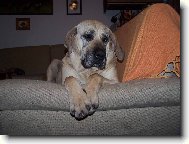 Aba�na Anavi Rachilem