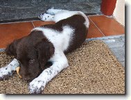 Mal� m�nsterlandsk� oha�