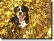 Fay na podzimn� vych�zce