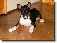 �t�n� trikolor