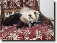 skotsk� klapouch� ko�ka