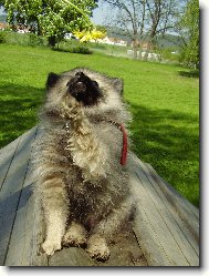 Vlko�ed� �t���tko