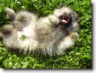 Vlko�ed� �t���tko podruh�