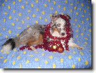 V�noce,v�noce p�ich�zej�...