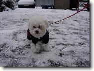 Sopt�k se sn�hov�mi botkami