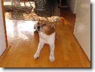 Puntik um� i jin� v�ci ne� jen hajat :-)