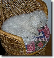 Am�k II. v k�esle