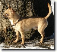 Fenri (Reino-Chi ze S�dlberku)