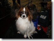 Andreas Golyski Raj-11 m�s�c�