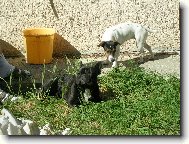 N� Jazz a k�mo�ka Jackie