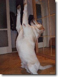 Andy Sviadnovsk� kozl�k