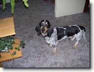 Modr� gasko�sk� baset