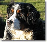 Jim z Ak�tov� aleje