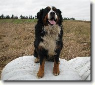 Jim z Ak�tov� aleje