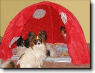 Papillonci stanuj�:-)