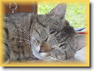 ,,n� mil��ek Samuel"