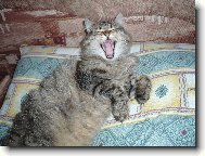 Spokojen� Ad�lka