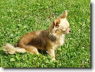 Beyla Svinovsk� pahorek