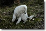 Skota��c� �iro - necel� t�i m�s�ce