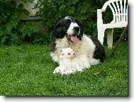 Pyrenejsk� mastin a �t�n� havansk�ho ps�ka