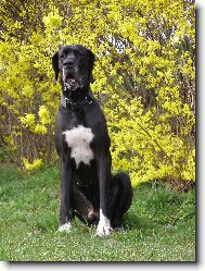 Dante �esk� Sirius